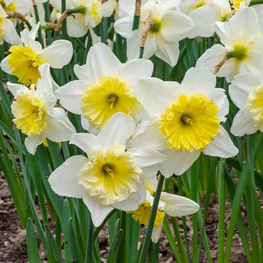 Narcisse Ice Follies Fleurs printemps Vilmorin Jardin — free download